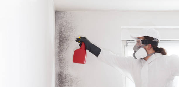 Best Toxic Mold Removal  in Wrightsboro, NC