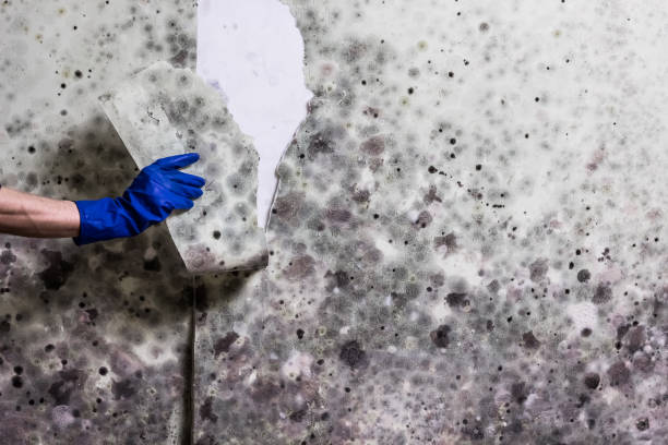 Best Professional Mold Removal  in Wrightsboro, NC
